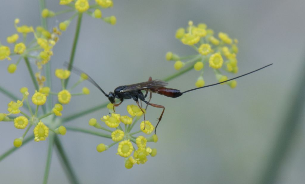 Ichneumonidae: cfr. Lissonota sp.